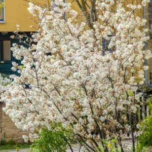 Amelanchier lamarckii