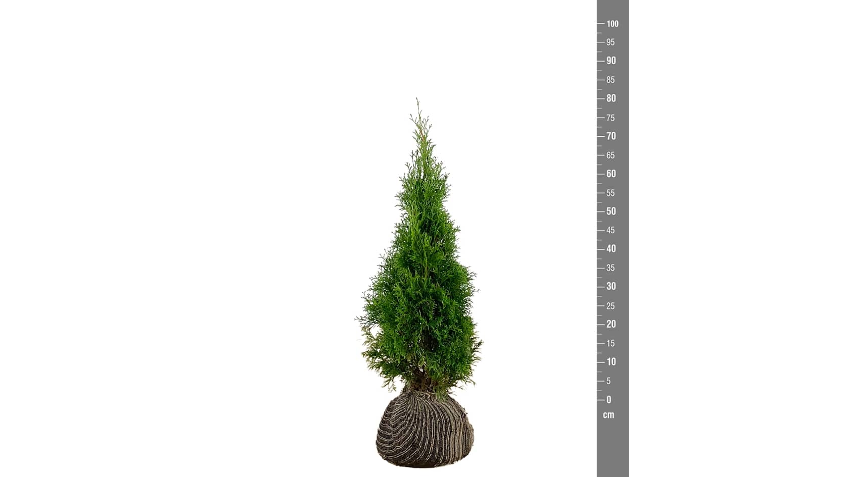 Lebensbaum Thuja Brabant kaufen - Premium Qualität bis 3 Meter