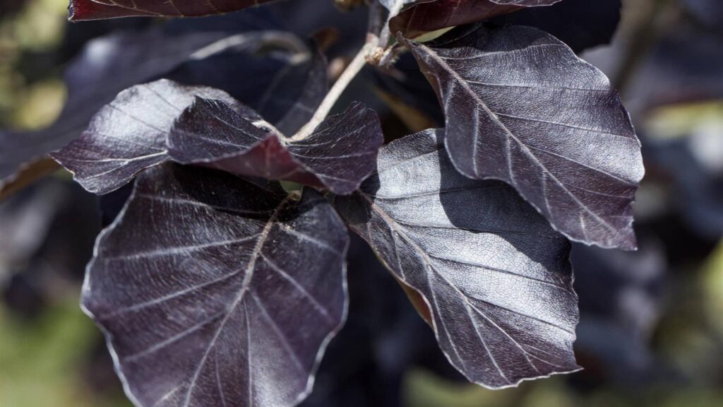 Blutbuche Fagus Sylvatica Atropunicea Detailaufnahme der Blätter