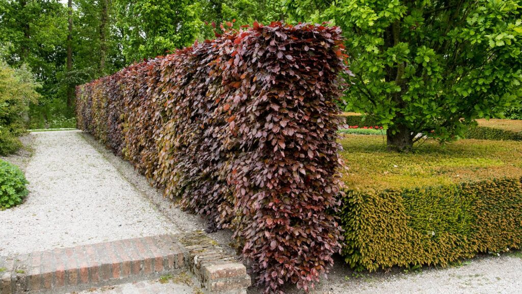 Blutbuche Fagus Sylvatica Atrpunicea als Hecke