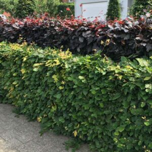 Buchenhecke Rotbuche Fagus Sylvatica Hecke