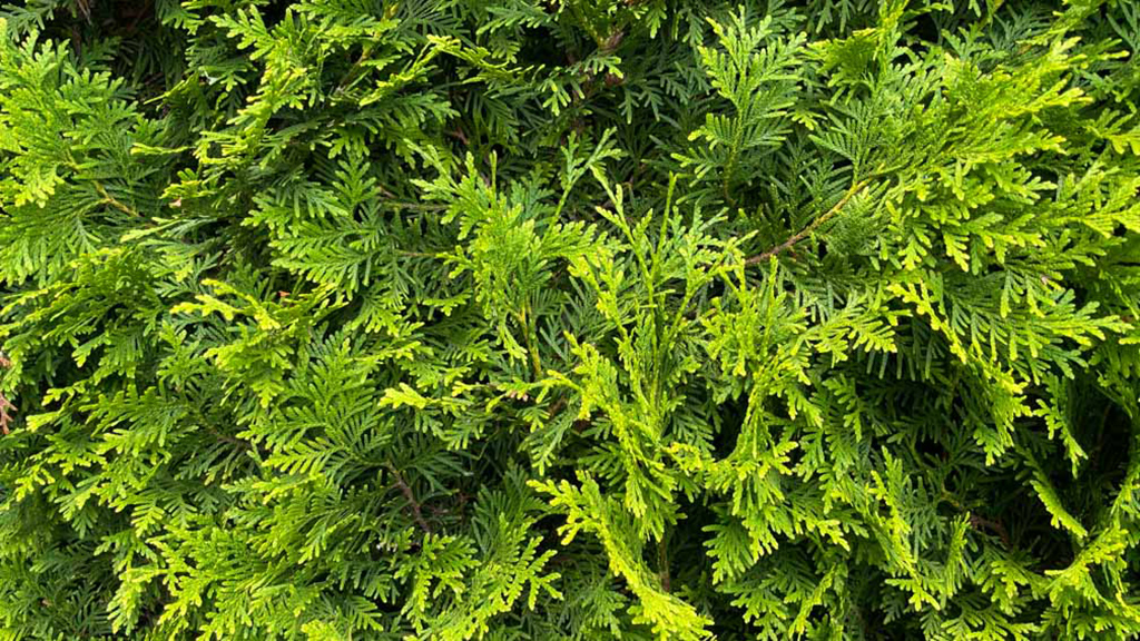 Lebensbaum Thuja Brabant kaufen - Premium Qualität bis 3 Meter