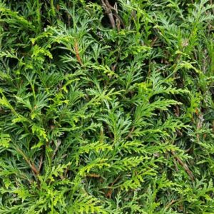 Detail Lebensbaum Thuja Plicata Martin