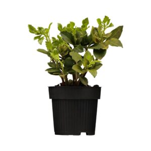 Dickanthere Ysander Pachysandra terminalis green carpet Produktbild