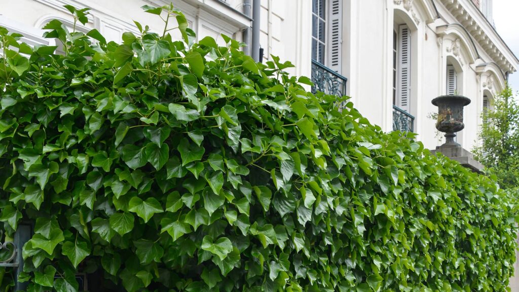 Efeuhecke Hedera Hibernica vor einem Wohnhaus