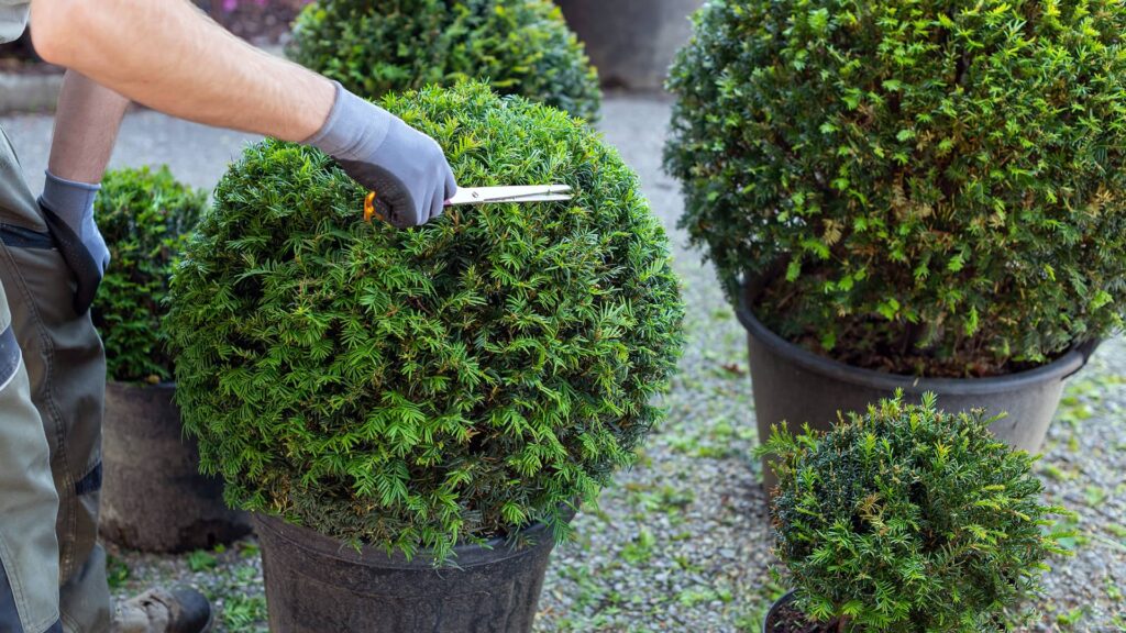 Eibe Taxus Baccata Kugel Detailaufnahme Schnitt