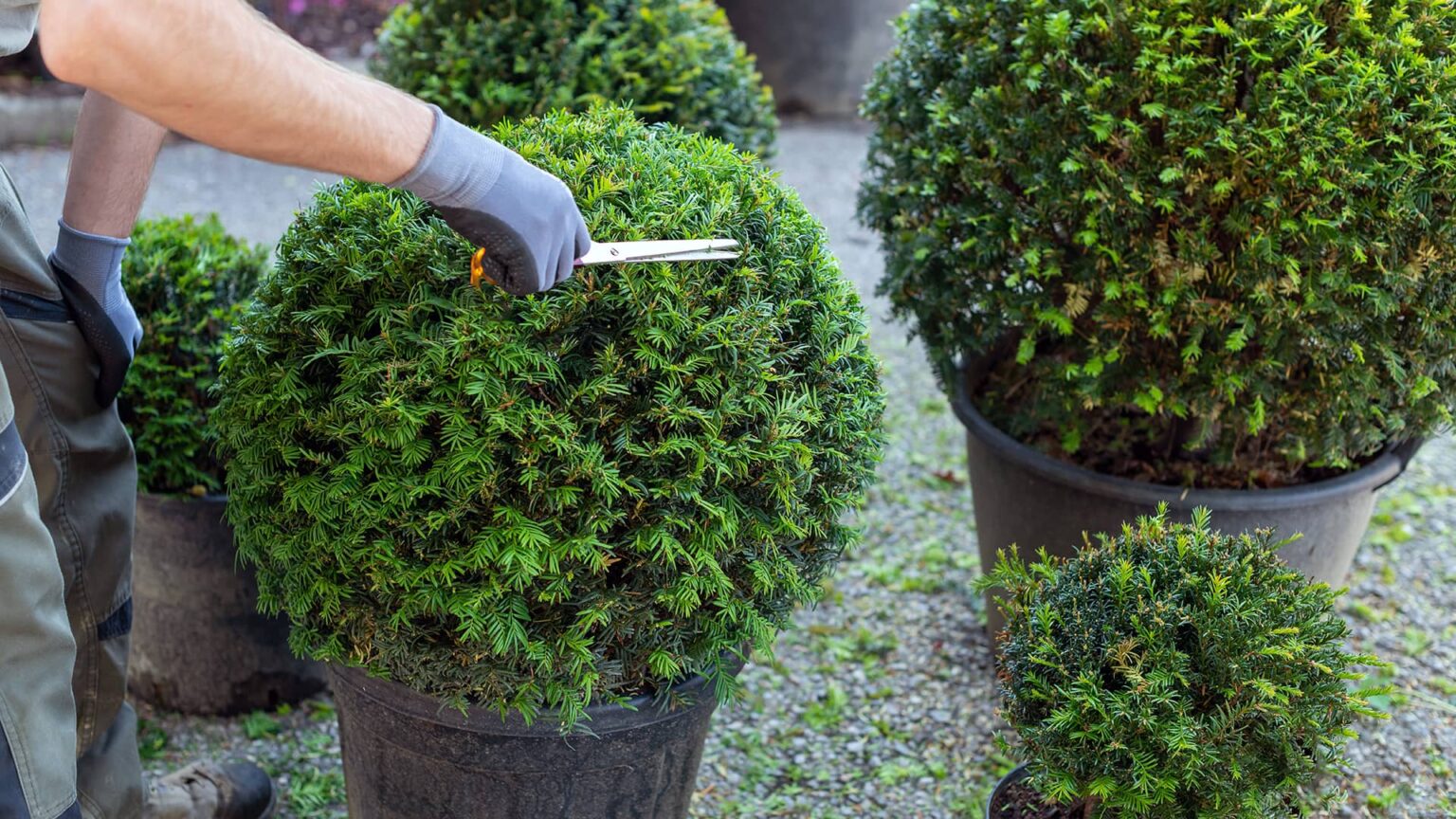 43+ Kugel Eibe Vorgarten, Die gattung der eiben (taxus) hält