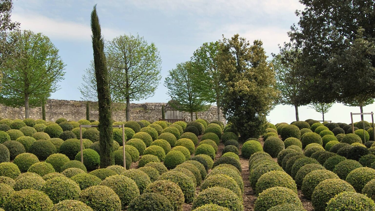 Kugeleibe kaufen Taxus baccata Kugel