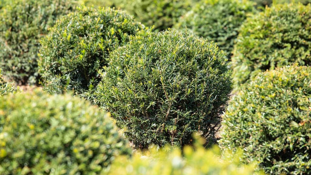 Eibe Taxus Baccata Kugel auf dem Feld Nahaufnahme