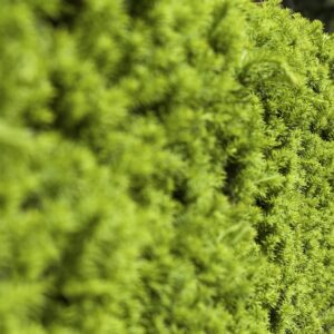 Eibe Taxus Media Hicksii als Hecke Detailaufnahme
