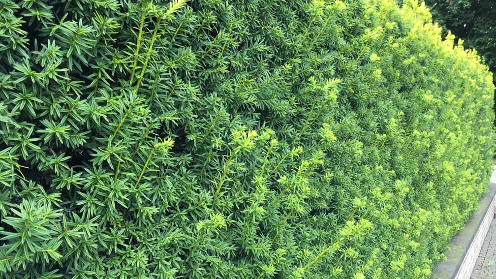 Schmale Hecke pflanzen heckenpflanzen.de