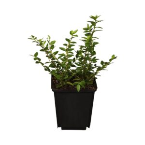 Flache Heckenmyrte Maigruen Lonicera Produktbild