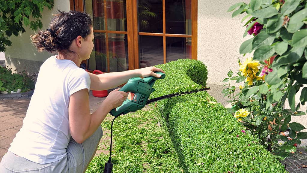 Schmale Hecke pflanzen heckenpflanzen.de