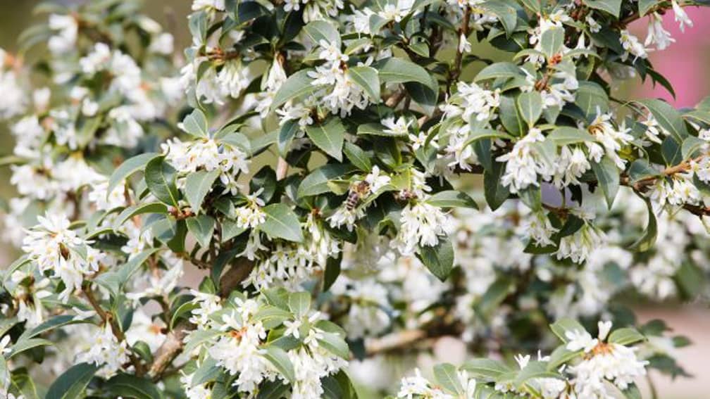 Frühlingsduftblüte Osmanthus Burkwoodii Blütensträucher
