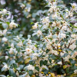 Frühlingsduftblüte Osmanthus Burkwoodii Blütenstrauch