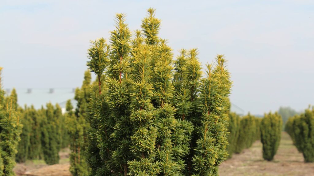 Gelbe Säuleneibe Taxus Baccata Fastigiata David Heckenpflanzen