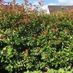 Glanzmispel Photinia Fraseri Red-Robin Hecke