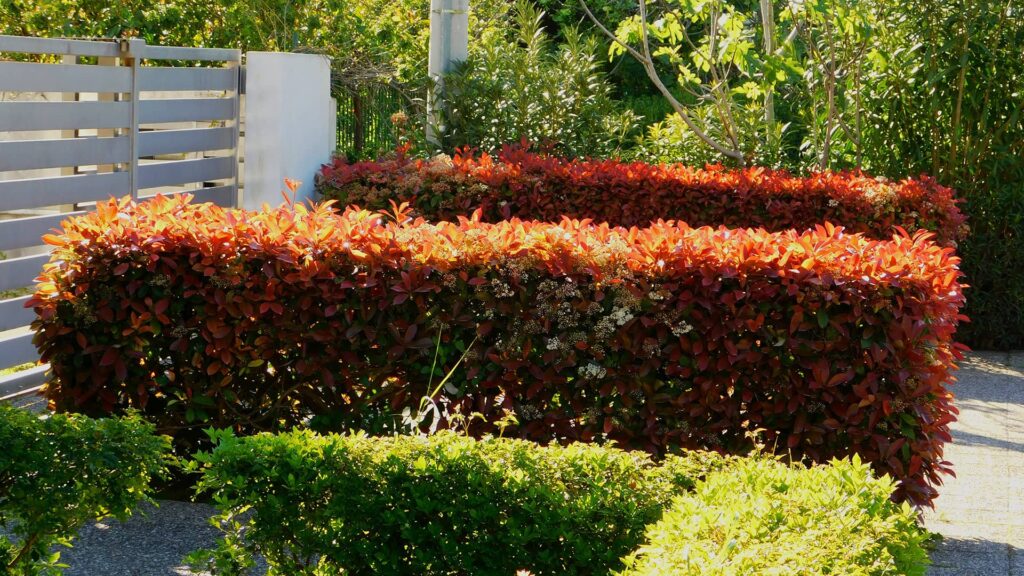 Glanzmispel Photinia Red Robin als Hecke