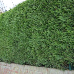 Grüne Bastardzypresse Leylandii 2001 als Hecke