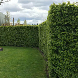 Hainbuche Carpinus Betulus Hecke