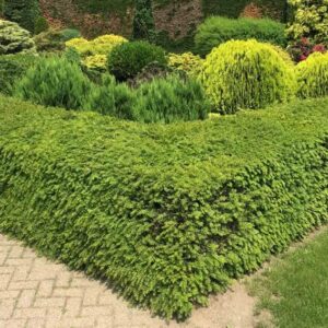 Heimische Eibe Taxus Baccata Hecke niedrig
