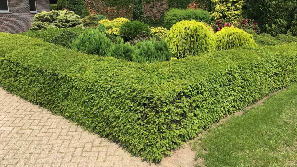 Taxus Baccata Kaufen Heimische Eibe