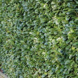 Kirschlorbeer Etna Prunus laur. Etna Hecke
