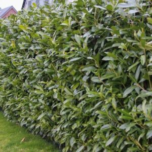 Kirschlorbeer Herbergii Prunus laur. Herbergii Hecke