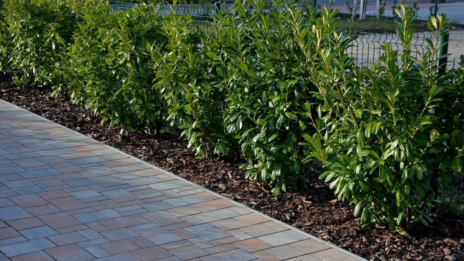 Kirschlorbeer Novita kaufen heckenpflanzen.de