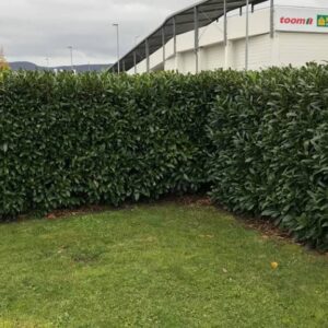 Kirschlorbeer Prunus laur. Genolia Sichtschutz Hecke im Garten