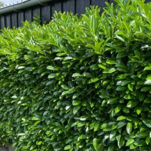 Kirschlorbeer Prunus laur. Novita Hecke