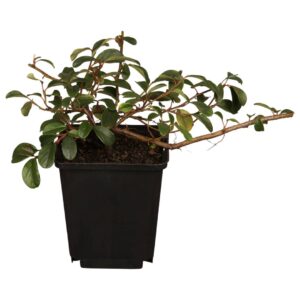 Kriechmispel Queen of carpets cotoneaster Produktbild