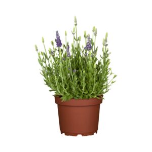 Lavendel Dwarf Blue Produktbild