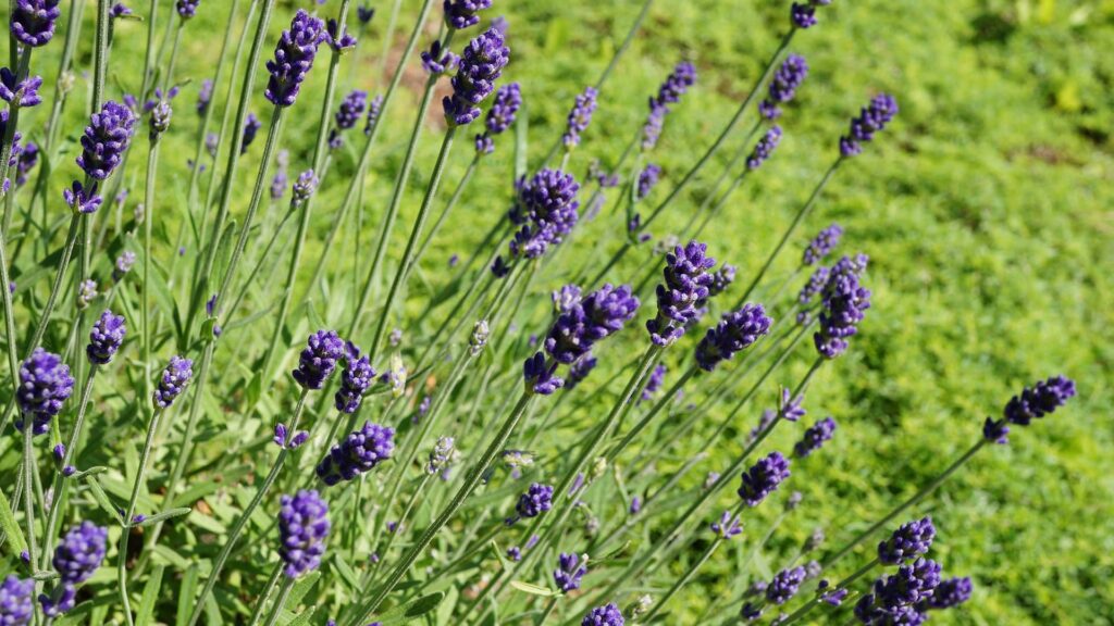 Lavendel Hidcote Lavandula-angustifolia Hidcote Detailaufnahme