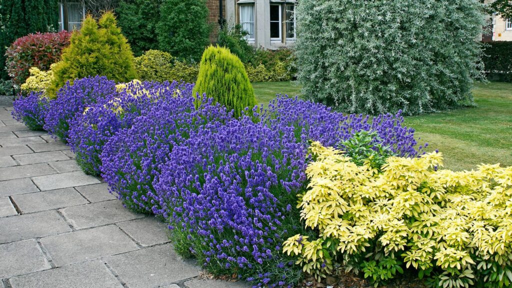 Lavendel Hidcote Lavandula Angustifolia Hidcote Referenz