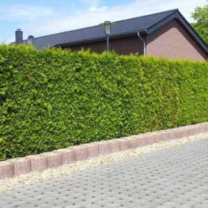 Lebensbaum Thuja Occidentalis Brabant Hecke