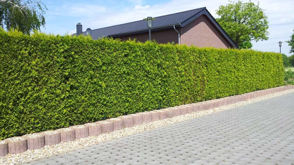 Lebensbaum Thuja Brabant kaufen - Premium Qualität bis 3 Meter