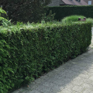 Lebensbaum Thuja Plicata Atrovirens Hecke Vorgarten