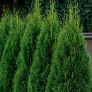 Lebensbaum Thuja Smaragd Hecke