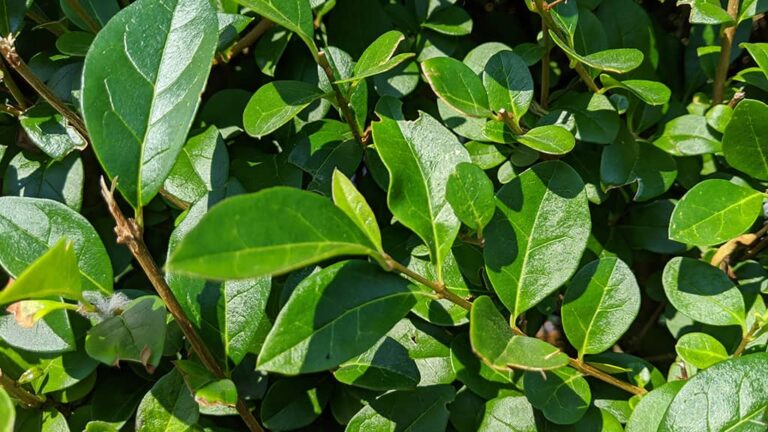 Ovalblättrigen Liguster Ligustrum ovalifolium kaufen heckenpflanzen.de