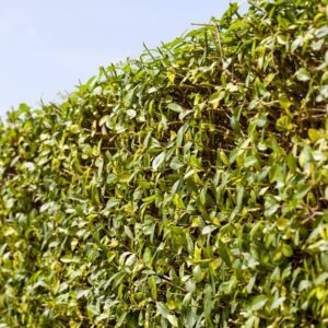 Ligustrum Vulgare Atrovirens Hecke nah
