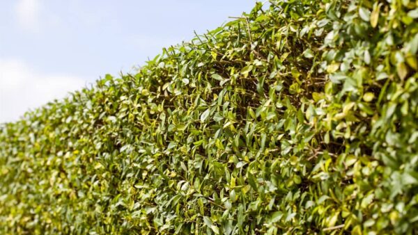 Liguster Atrovirens kaufen heckenpflanzen.de