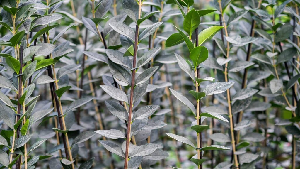 Ovalblattriger Liguster Ligustrum Ovalifolium Detailaufnahme