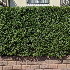 Ovalblättriger Liguster Ligustrum Ovalifolium Hecke