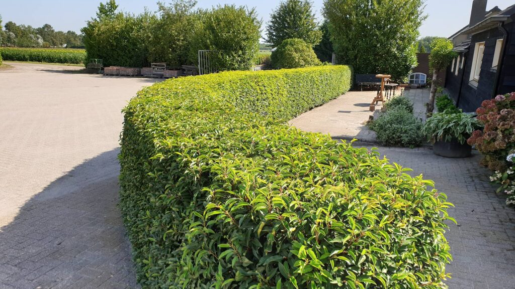 Portugiesischer Kirschlorbeer Prunus Angustifolia Lusitanica als Hecke vor einem Wohnhaus