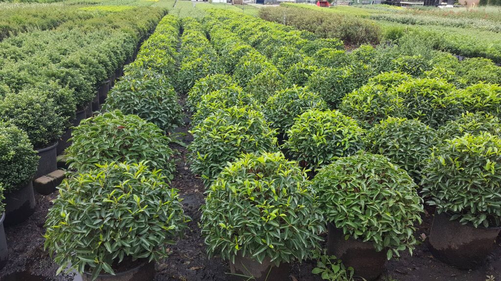 Portugiesischer Kirschlorbeer Prunus Angustifolia Lusitanica als Kugel in der Baumschule