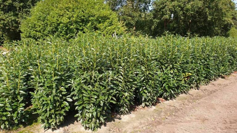 Kirschlorbeer Caucasica kaufen Für schmale, hohe Hecke