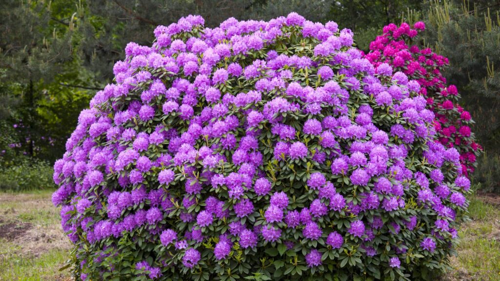 Rhododendron Catawbiense Boursault