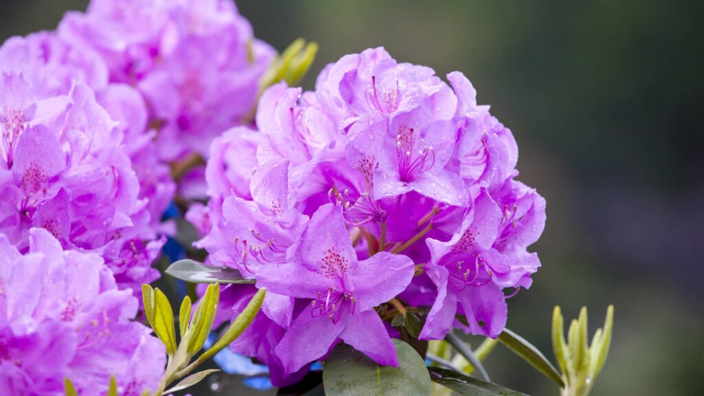 Rhododendron Catawbiense Grandiflorum Detailaufnahme