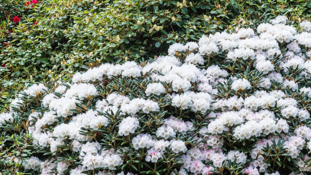 Rhododendron Cunningsham White